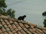 Wo Katzen gerne sitzen und liegen!