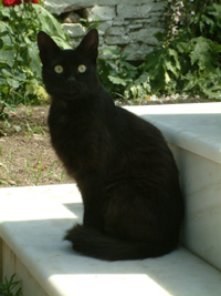 Katzen brauchen Pfleg und mehr